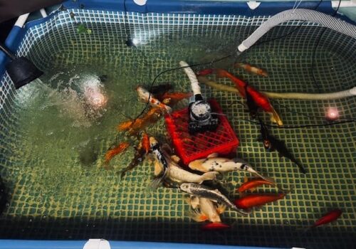 Intex 9.8ft x 6.6ft x 29.5in (300cm x 201cm x 75cm) Rectangular Above Ground Pool with Metal Frame & Flow Control Valve – Easy Setup Family Backyard Pool – 4,500L Capacity – Blue photo review