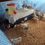 Intex 9.8ft x 6.6ft x 29.5in (300cm x 201cm x 75cm) Rectangular Above Ground Pool with Metal Frame & Flow Control Valve – Easy Setup Family Backyard Pool – 4,500L Capacity – Blue photo review